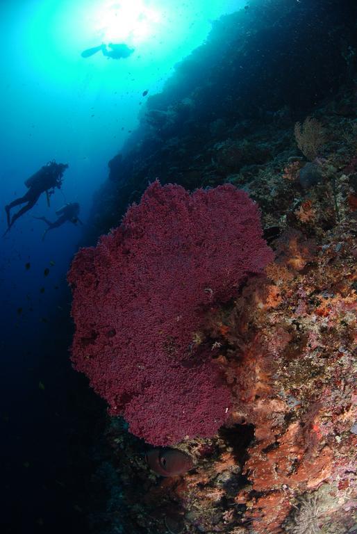 Bunaken Divers Sea Breeze Resort Eksteriør bilde